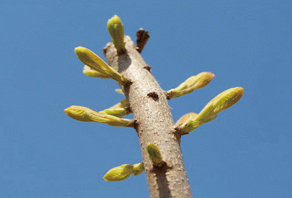 2006年城陽嶗山水庫植樹活動(dòng)成果展示